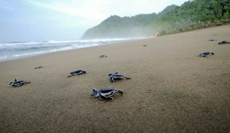 Sukamade-Turtle-Beach-Banyuwangi-East-Java